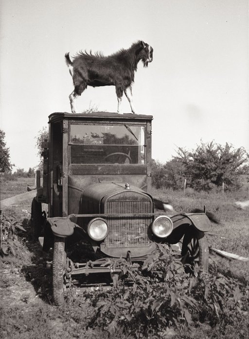 goat-on-truck